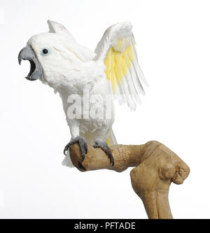 White Cockatoo, Dach Kakadu (Cacatua Alba), 3-Year-Old weiblich Stockfoto