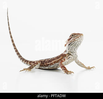 Bartagame (Pogona sp.) Stockfoto