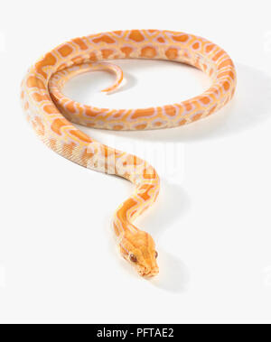 Albino burmesischen Python (Python Bivittatus), 8 Woche alt, Männlich Stockfoto