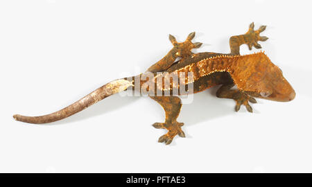 Crested Gecko (Correlophus Ciliatus), Harlekin Färbung Stockfoto