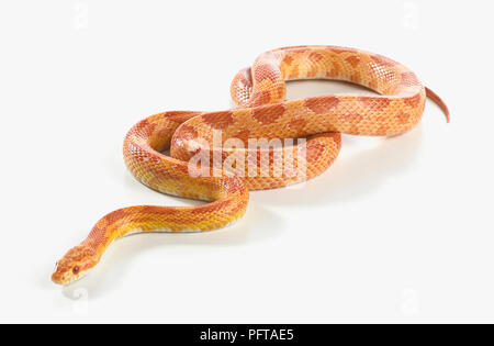 Sunglow Kornnatter Sunglow Kornnatter (Pantherophis Guttatus) Stockfoto