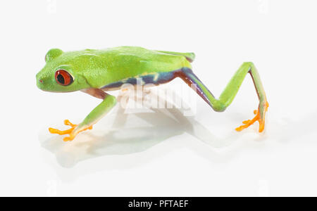 Rotäugigen Baumfrosch (Agalychnis Callidryas) Stockfoto