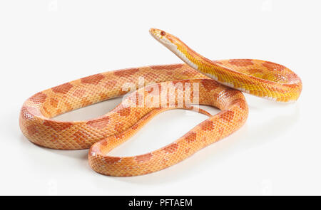 Sunglow Kornnatter Sunglow Kornnatter (Pantherophis Guttatus) Stockfoto