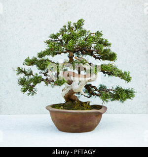Bonsai Juniperus chinensis 'Itoigawa' chinesischer Wacholder Bonsai Baum Stockfoto