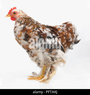 Young, gesprenkelten Bantam Hahn oder Hahn, 2-Monate-alten Stockfoto