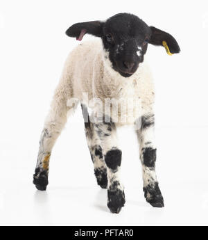 Lamm, grobe fiel Kreuz Charollais Schafe, 4 Wochen alten männlichen Stockfoto