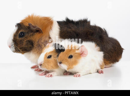 Mutter und Baby Meerschweinchen, Abessinier Meerschweinchen Stockfoto