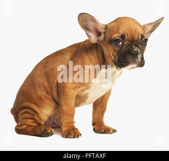 Französische Bulldogge Welpen Stockfoto