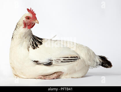 Leichte Sussex Henne Stockfoto