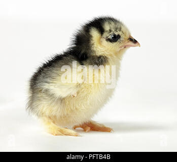 Niederländische Kreuz Pekin Küken Stockfoto