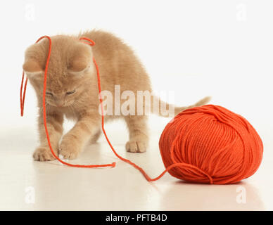 Ginger kitten Spielen mit Kugel aus Wolle Stockfoto