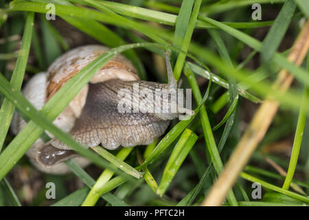 Pomatia Schnecke versteckt im Gras Stockfoto