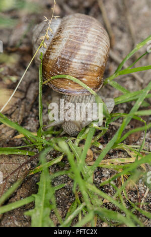 Gemeinsame Schnecke Spaziergänge im Gras Stockfoto