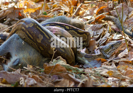 Eine große Python hat eine Meerkatze Frau mit Kind gefangen und töteten sie durch einengende mit seinen muskulösen Spulen. Python töten eine große Auswahl an Stockfoto