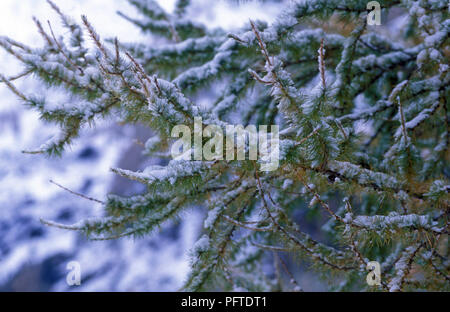 Im Winter Lärche (Larix decidua) - Alpen Méleze d'Europa Stockfoto