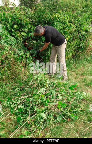 Junger Mann sucht reife rote Johannisbeeren aus einem Busch Stockfoto