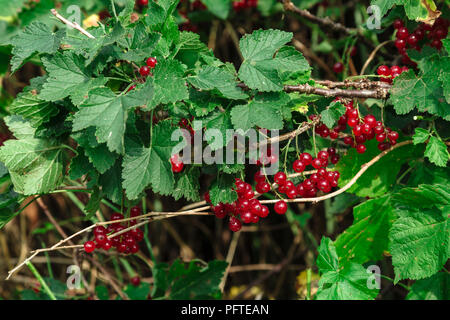 Rote Johannisbeeren hängend auf einer grünen Bush Stockfoto