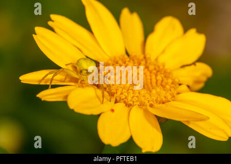 Nahaufnahme der Krabbe Spider auf Gelbe daisy Gesicht getarnt. Stockfoto