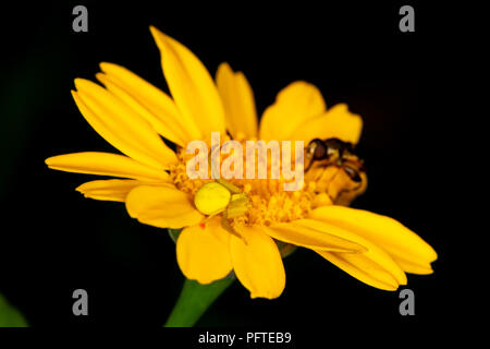 Nahaufnahme der Krabbe Spider auf gelbe Daisy stalking Fliegen im Gegensatz zu dunklen Hintergrund getarnt. Stockfoto