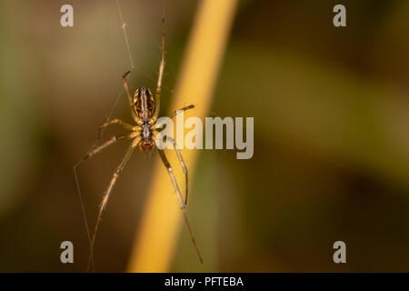 Makroaufnahme der Unterseite einer gemeinsamen Sheetweb spider off-center. Stockfoto