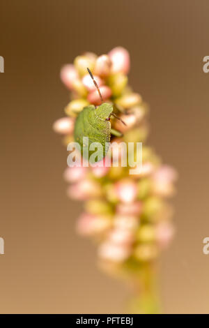 Nahaufnahme von Wildflower mit gemeinsamen grünen Schild bug gehen auf Knospen von oben. Stockfoto