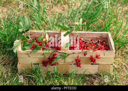 Korb mit reifem saftige rote Johannisbeeren gefüllt Stockfoto