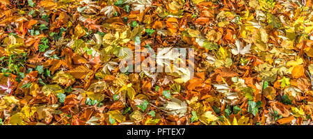 Hintergrund der Gefallenen bunte Herbstliche Blätter auf dem Boden Stockfoto