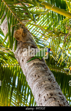 Nahaufnahme eines Papageiens auf dem Stamm einer Palme Stockfoto