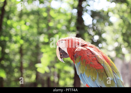 Bis zu schließen. roter Ara Papagei auf unscharfen Hintergrund Stockfoto