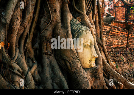 Der Buddha Fläche innerhalb der Baum Seitenansicht, mit der Mauer in der Fotografie. Ayutthaya Historical Park, Stockfoto