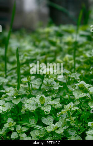 Schließen Sie das Wasser regen Tropfen auf grüne Blätter von Clover als der neue Tag beginnt Stockfoto