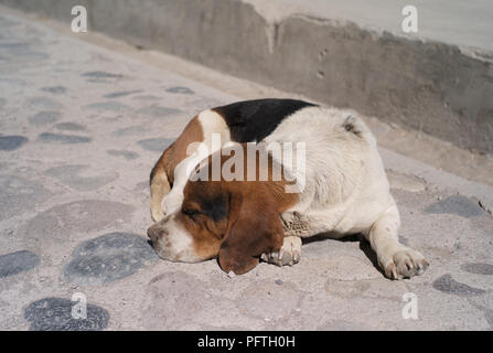 Süßer Hund ruht, Colca Tal, Peru Stockfoto