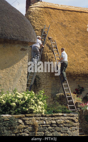 Zwei Strohhalfter arbeiten auf dem Strohdach einer Hütte im Dorf East Coker, in der Nähe von Yeovil, South Somerset, England, Großbritannien Stockfoto