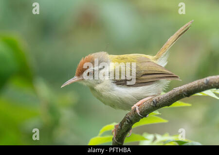 Gemeinsame (Orthotomus sutorius Tailorbird) Stockfoto