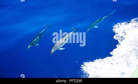 3 Delphine schwimmen Seite an Seite unter blauem Wasser. Delphine. Stockfoto