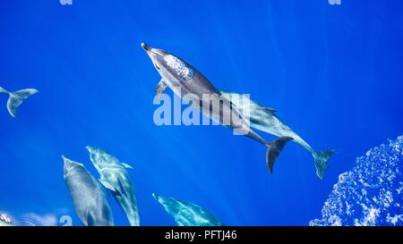 Blase Blasen Delfin im blauen Wasser. Dolphin. Blau. Wasser. Stockfoto