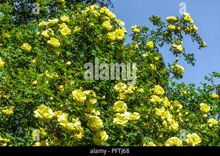 Rosa ' Harison's Yellow ', Rosa x harisonii gelbe Strauchrosen Stockfoto