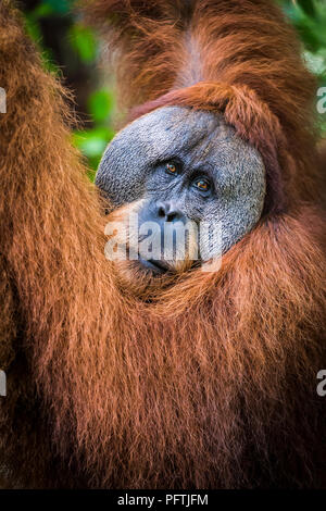 Portrait der männlichen Orang-utan, Gunung Leuser Nationalpark, Sumatra, Indonesien Stockfoto
