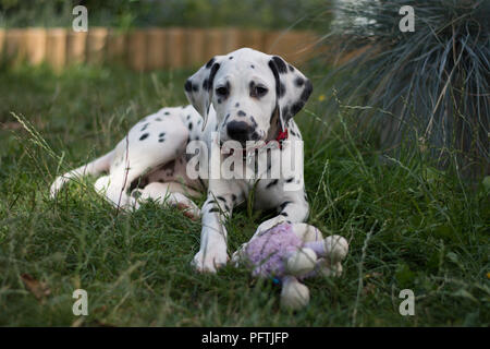 Dalmatiner Welpe liegend auf der Gras mit puple Spielzeug Stockfoto