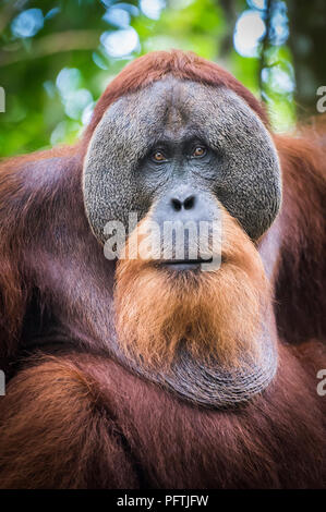 Portrait der männlichen Orang-utan, Gunung Leuser Nationalpark, Sumatra, Indonesien Stockfoto