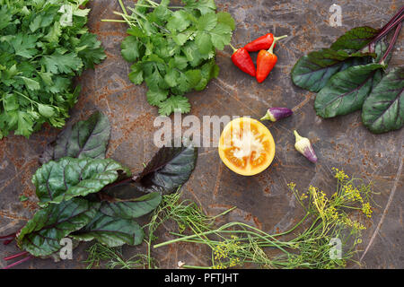 Verschiedene Arten von microgreens. Frische grüne Petersilie, Dill, Mangold, Koriander und Tomaten, Chile auf Eisen backgrownd. Stockfoto