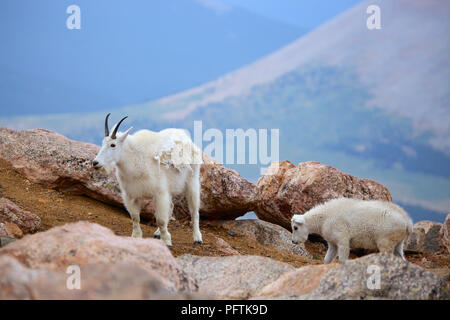 Bergziege und Baby Kind auf Felsen in Mount Evans Colorado Stockfoto