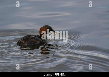 Zwergtaucher, Tachybaptus ruficollis, Angeln auf dem Loch spynie, Schottland im August. Stockfoto