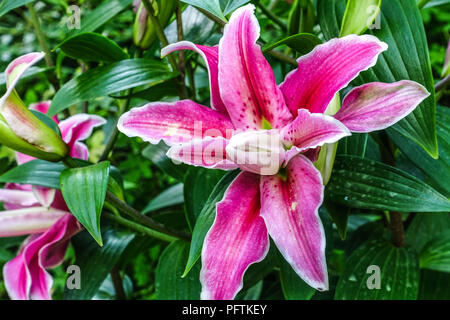 Orientalische Lilie, Lilium' entfernt Drum', orientalische Lilien Stockfoto