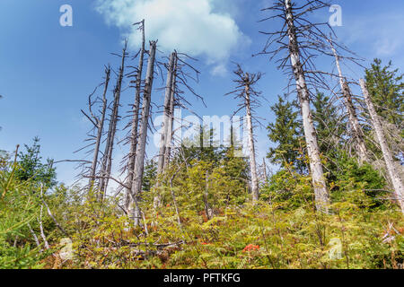 Impressionen aus dem Schwarzwald Stockfoto