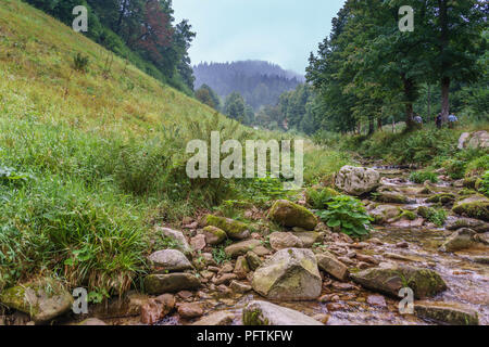 Schwarzwald II. Stockfoto