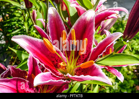 Orientalische Lilien, Lilium 'Kings Cross' orientalische Lilien blühen Stockfoto