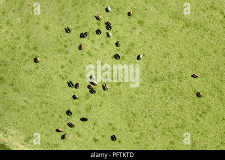 Luftaufnahme von Kühen in einem Feld Stockfoto