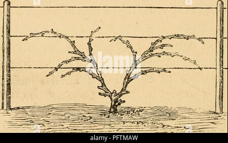 . Der Anbau der einheimischen Traube. Weinbau, Wein und Wein. 70 - KULTUR OP DER TRAUBE. Oberfläche - Erde aus dem Wald. Dies wird dazu dienen, den Boden, die abgewaschen worden liave Mai und wieder aufzufüllen, ist viel vorteilhafter als stallmist. Wenn letztere angewendet wird, wird ein kleiner Graben oberhalb der Weinstock gegraben werden, um den Dünger gelegt und mit Erde bedeckt. Aber eine Fülle an frischen Boden, bis gut gezeichnet Um die Rebe ist sicherlich der beste Dünger. Wo ein Weinstock hat die erste Saison zu wachsen, mit extra starken Reben neu bepflanzen, wie Sie es mit schwierigen, Aufholen Stockfoto