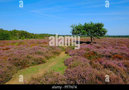 Roydon gemeinsame, West Norfolk, England Stockfoto